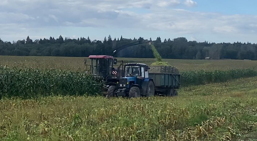 Аграрии продолжают заготовку кукурузы: силос и зерно