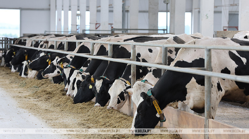В Беларуси предложено перейти на централизованные закупки вакцин для животноводства