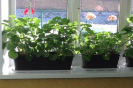 В Бешенковичском районе объявлен конкурс на звание «Лучший подъезд 2025 года»