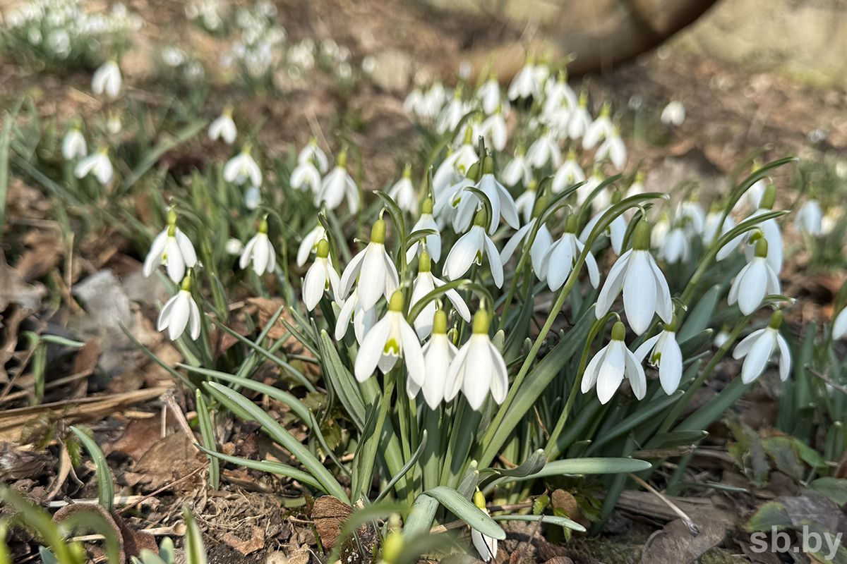 Первоцветы – сбережем для будущих поколений!