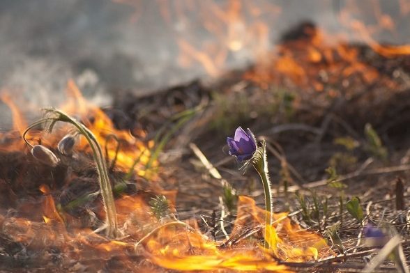 «Каждый поджог – преступление против природы»: инспекция призывает отказаться от выжигания сухой травы