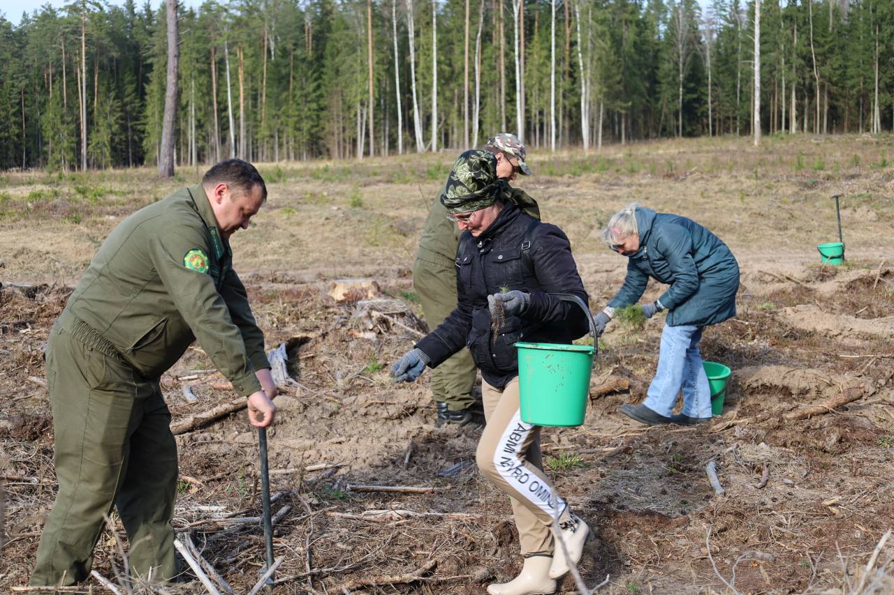 v-beshenkovichskom-rayone-prokhodit-aktsiya-les-dabro-paradak-_1